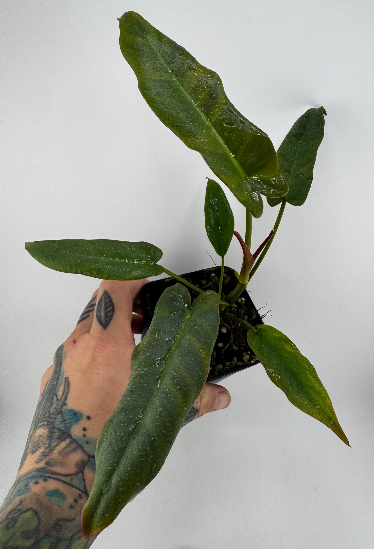 Philodendron Atabapoense