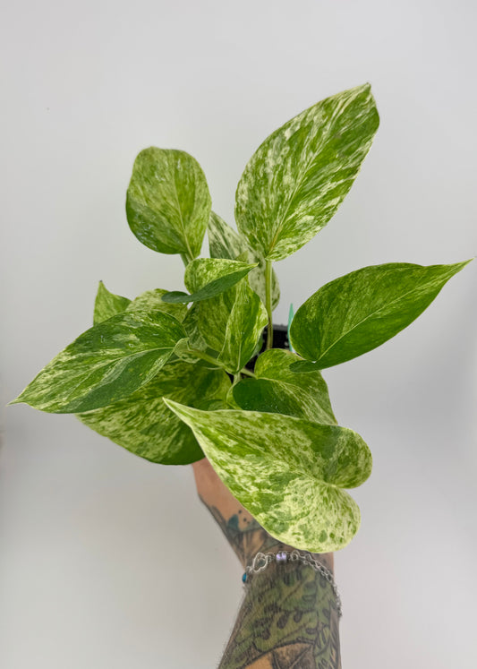 Marble Queen Pothos
