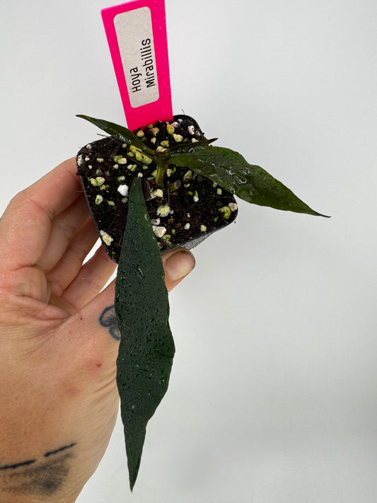Hoya Mirabilis
