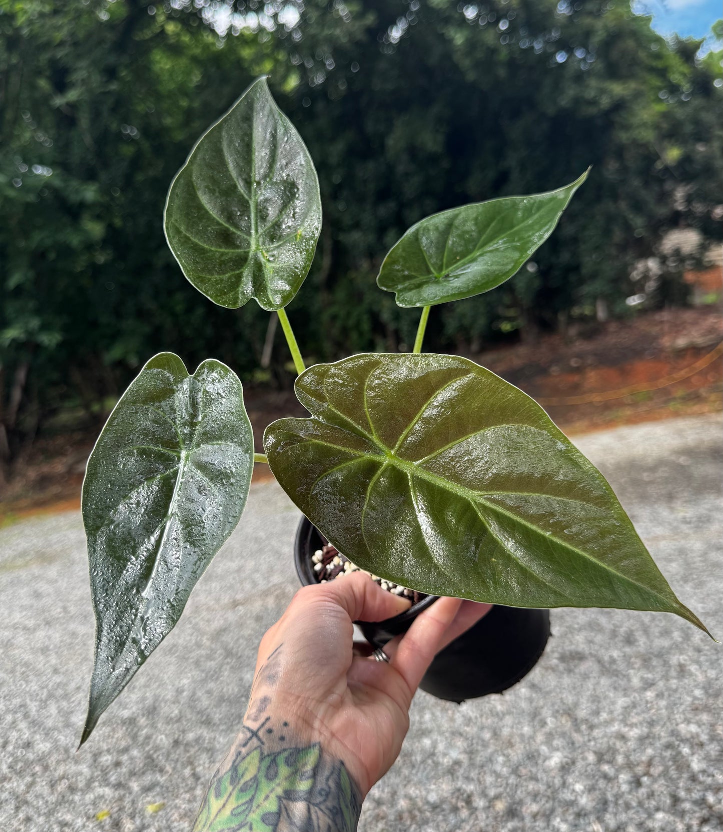 Alocasia Wentii