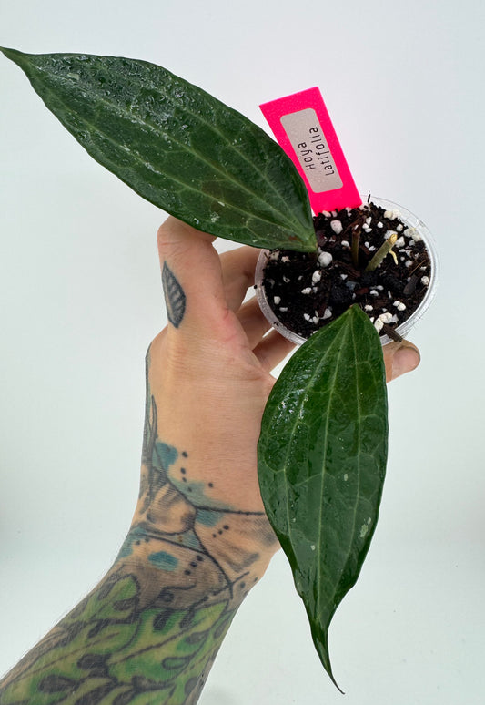 Hoya latifolia (macrophylla) green
