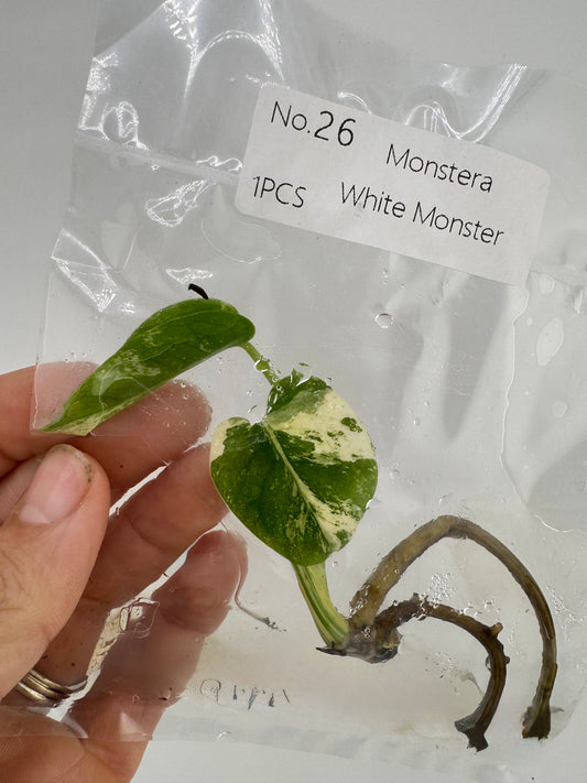 Monstera ‘White Monster’ Tissue Culture Plant #26