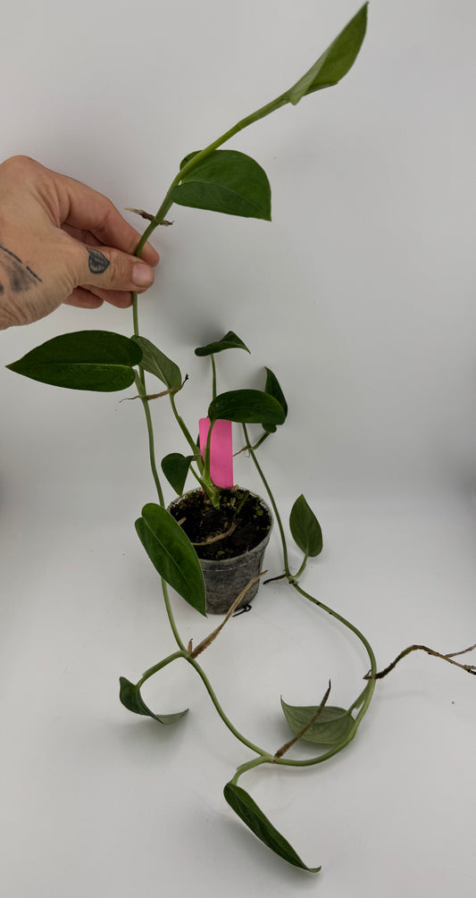 Monstera ‘black velvet’ (aka ‘velvet Peru’)