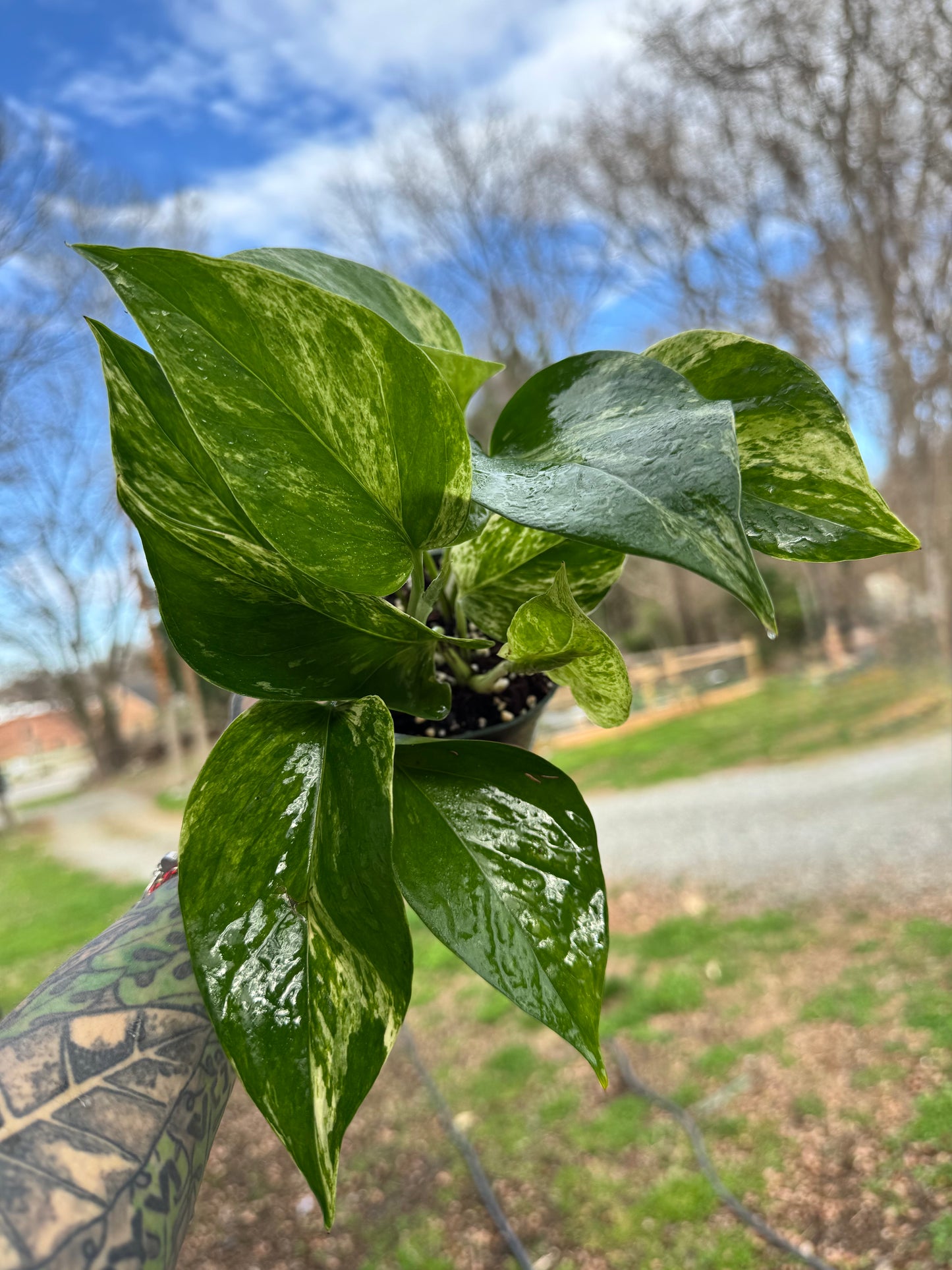 Marble Queen Pothos