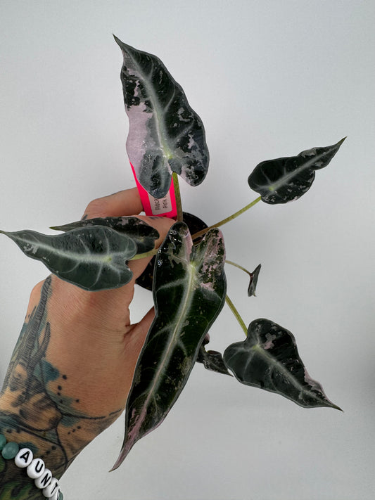 Variegated Alocasia Bambino Albo/Pink #A