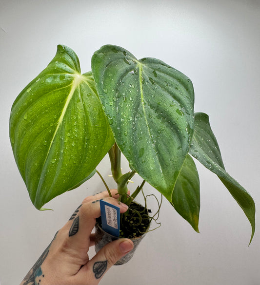 Philodendron Dean McDowell