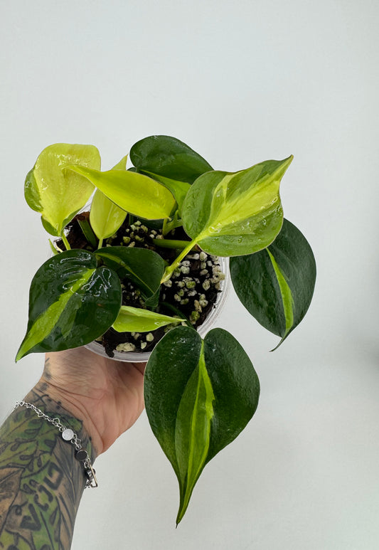 Philodendron Brazil