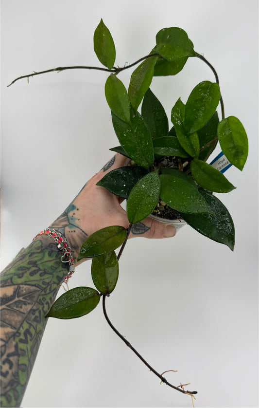 4” Hoya Carnosa