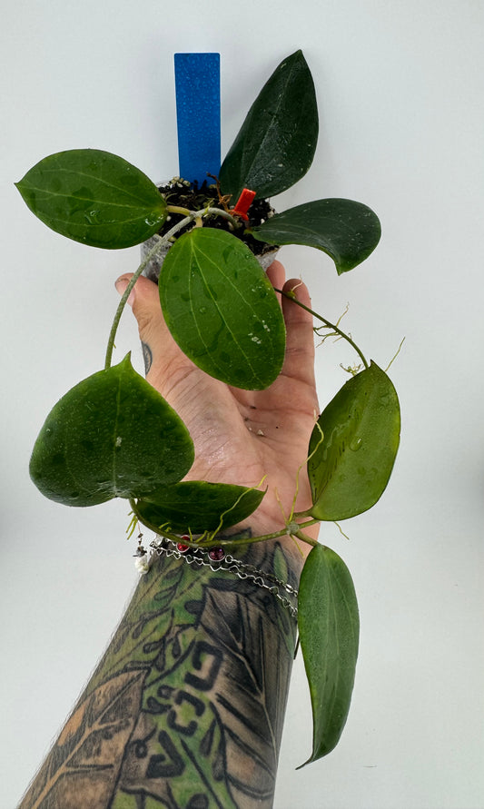 Hoya Genieve