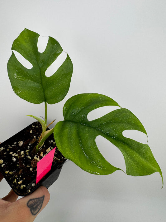 Raphidaphora Tetrasperma