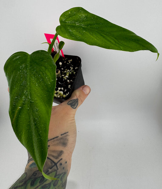 Philodendron Domesticum