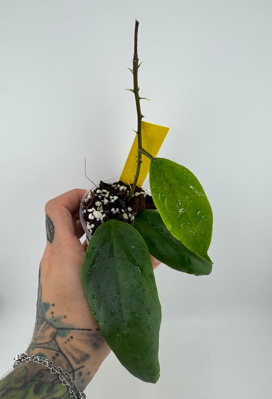 Hoya Juannagoanna