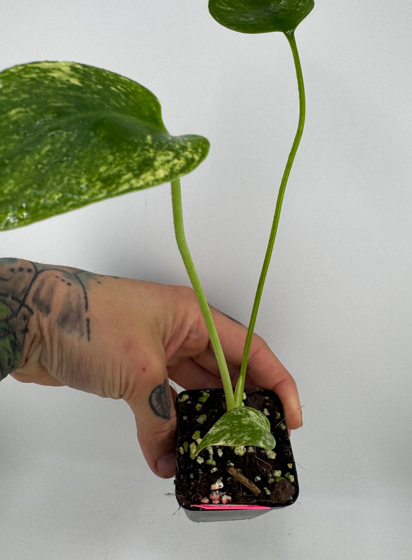 Monstera Deliciosa Mint ‘white monster’ Variegated #B