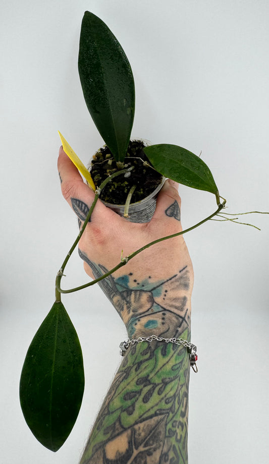 Hoya Sp. Laos 003 ‘Meuangmai’