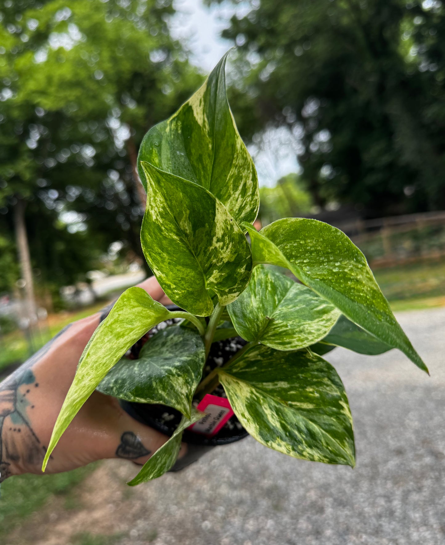 Marble Queen Pothos
