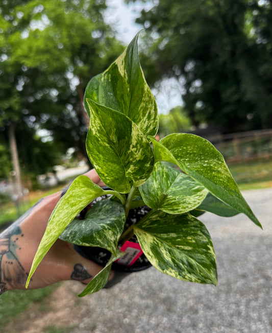 Marble Queen Pothos