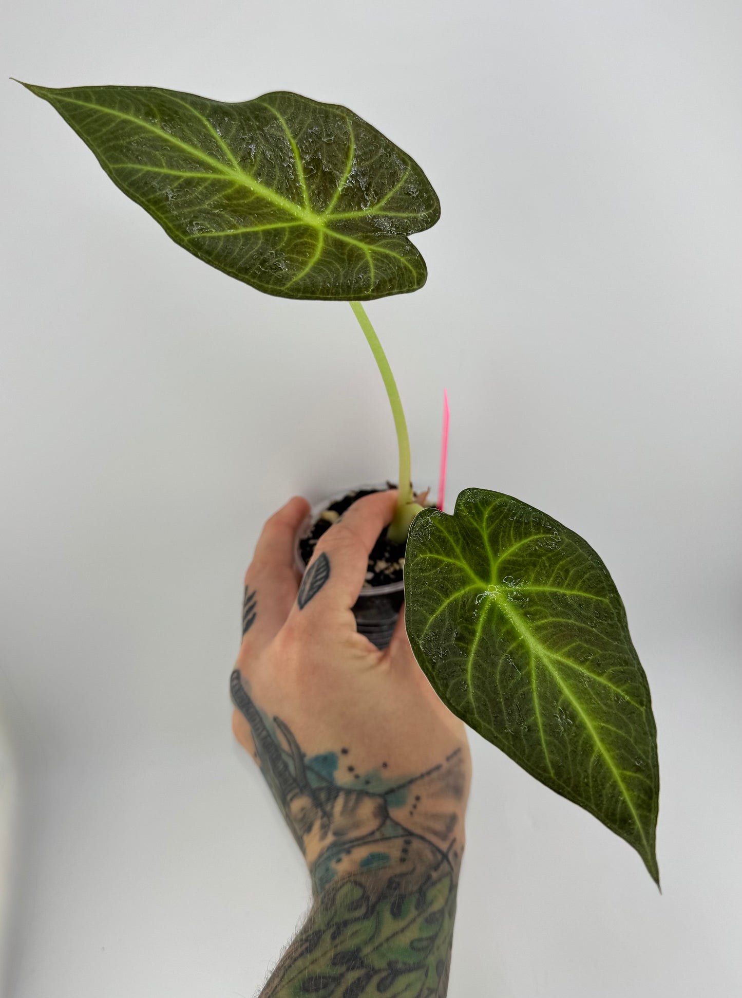 Alocasia Regal Shield