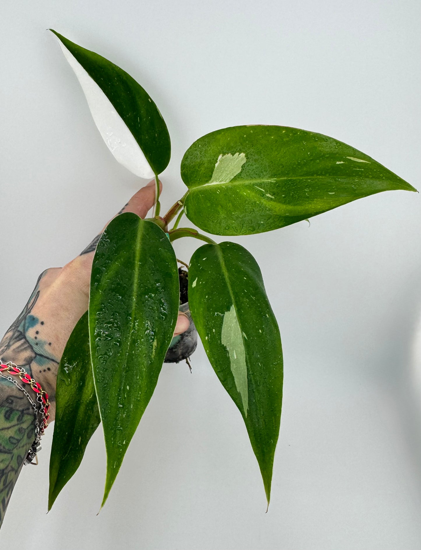 Philodendron White Princess Variegated
