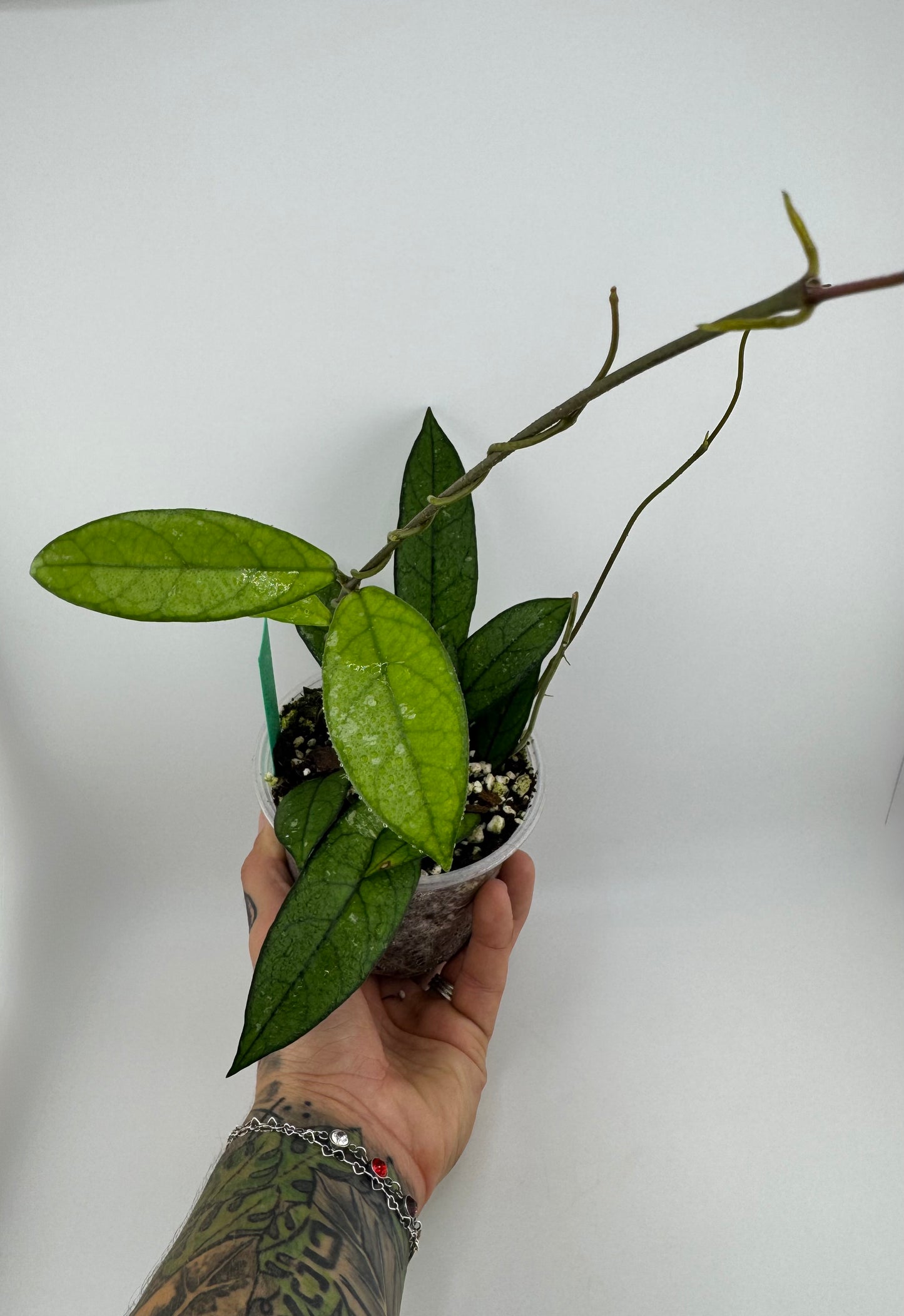 Hoya Crassipetiola Splash