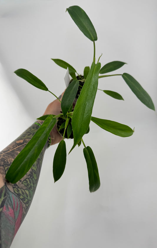 Philodendron joepii