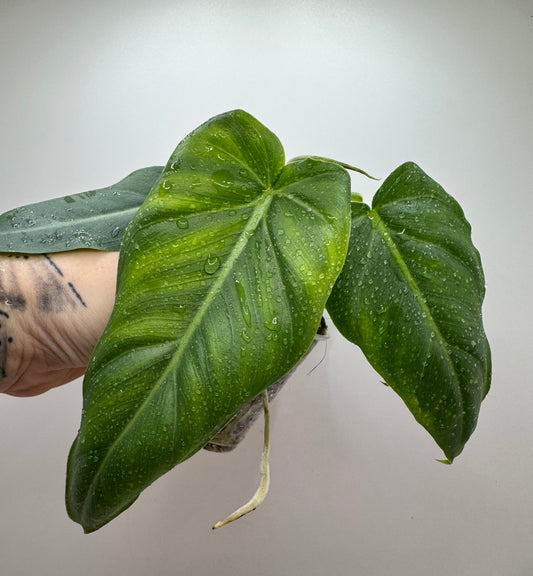 Philodendron. Maximum