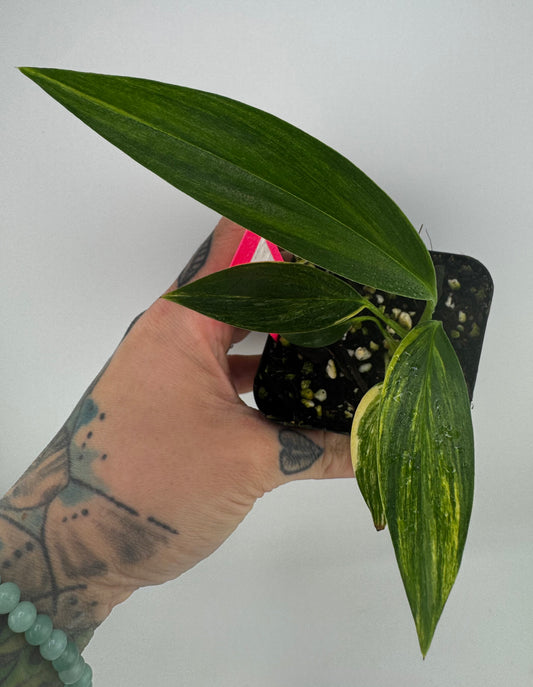 Epipremnum Amplissium Aurea Variegated