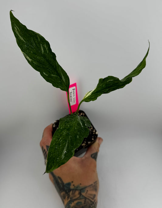 Variegated ‘Domino’ Peace Lily
