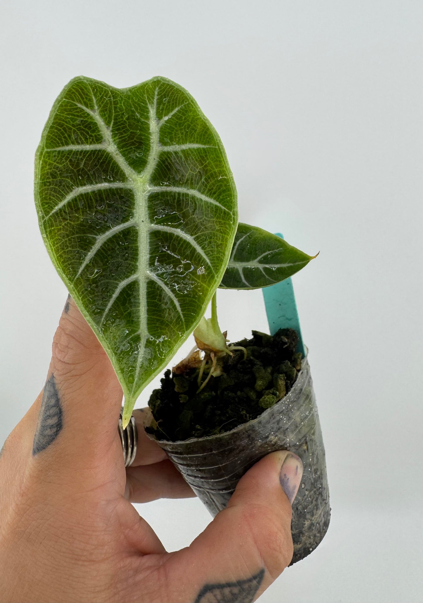 Alocasia Watsoniana
