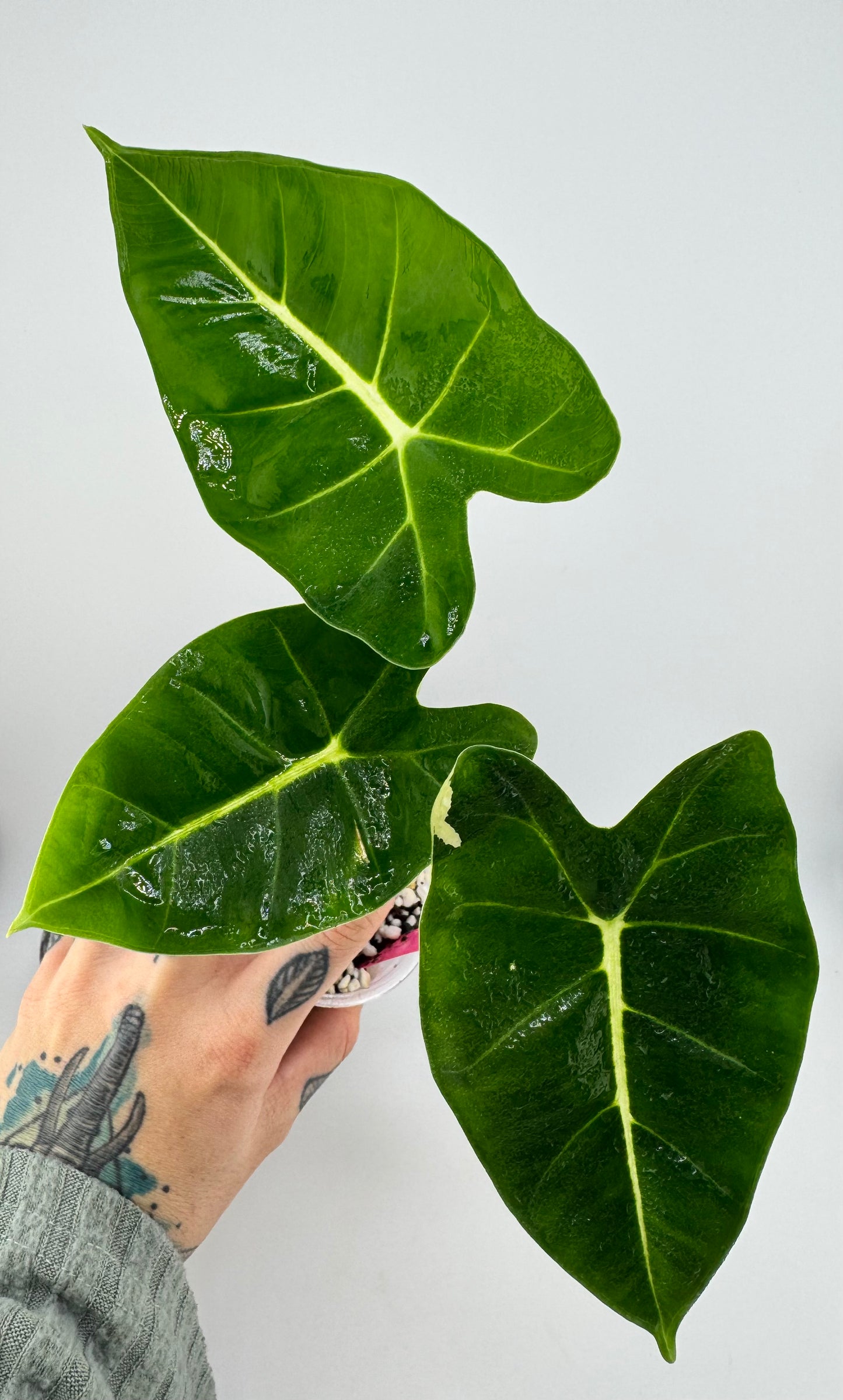 Alocasia Frydek