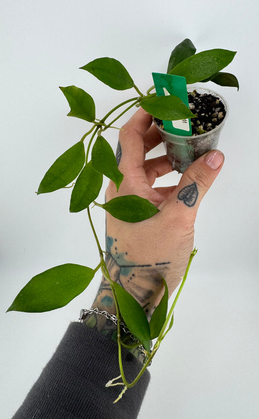 Hoya Walliniana (UT-152)