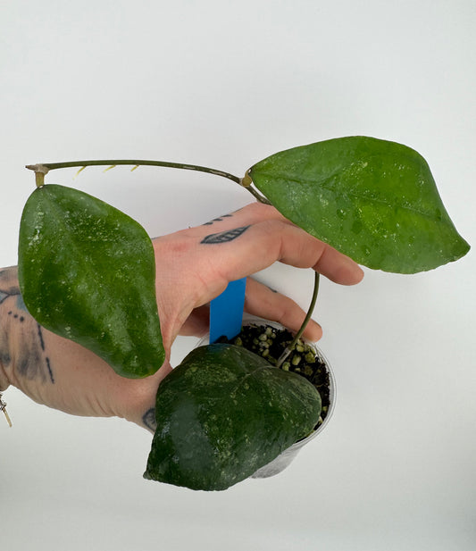 Hoya Finlaysonii ‘chicken farm’