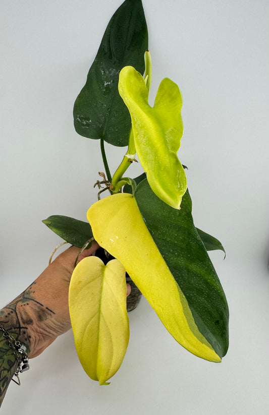 Philodendron Variegated Bipennifolium