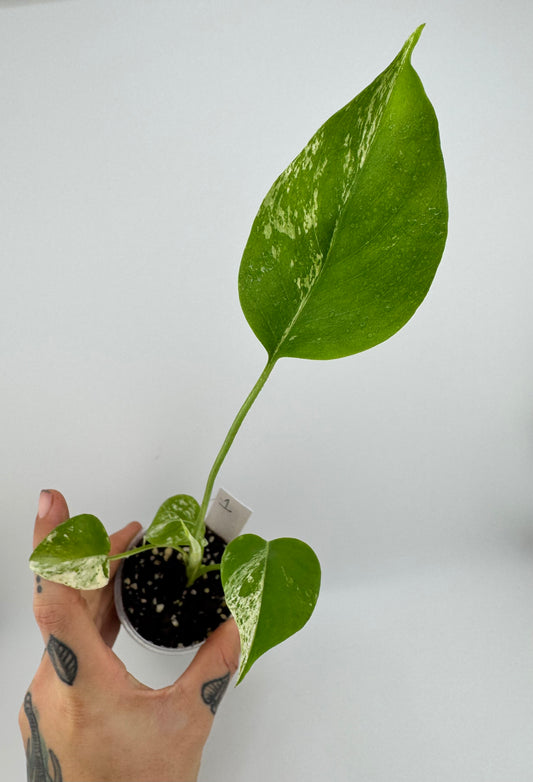 Monstera Deliciosa Mint ‘white monster’ Variegated