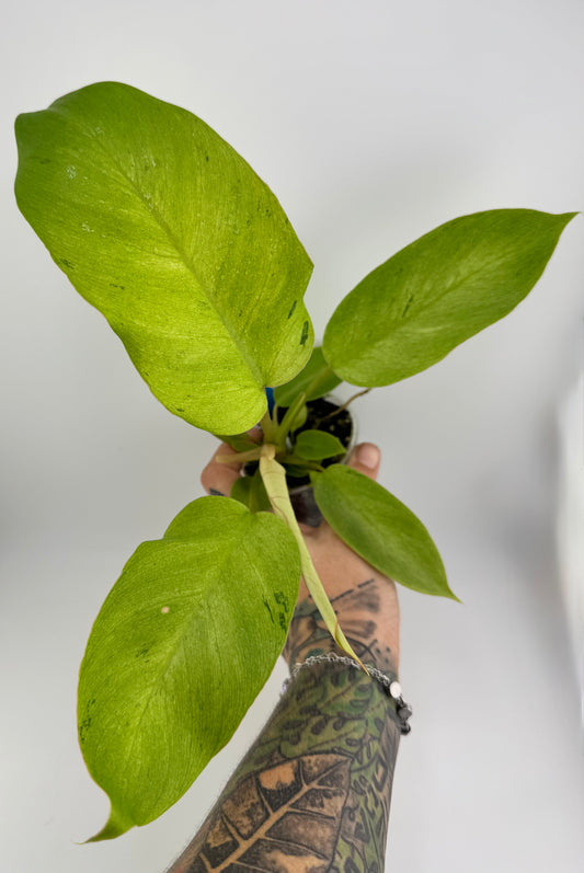 Philodendron Snowdrift