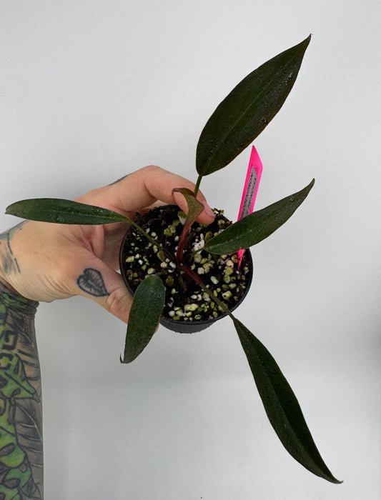 Philodendron Orange Princess