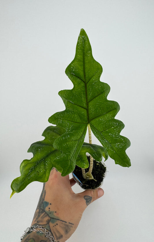 Alocasia Jacklyn