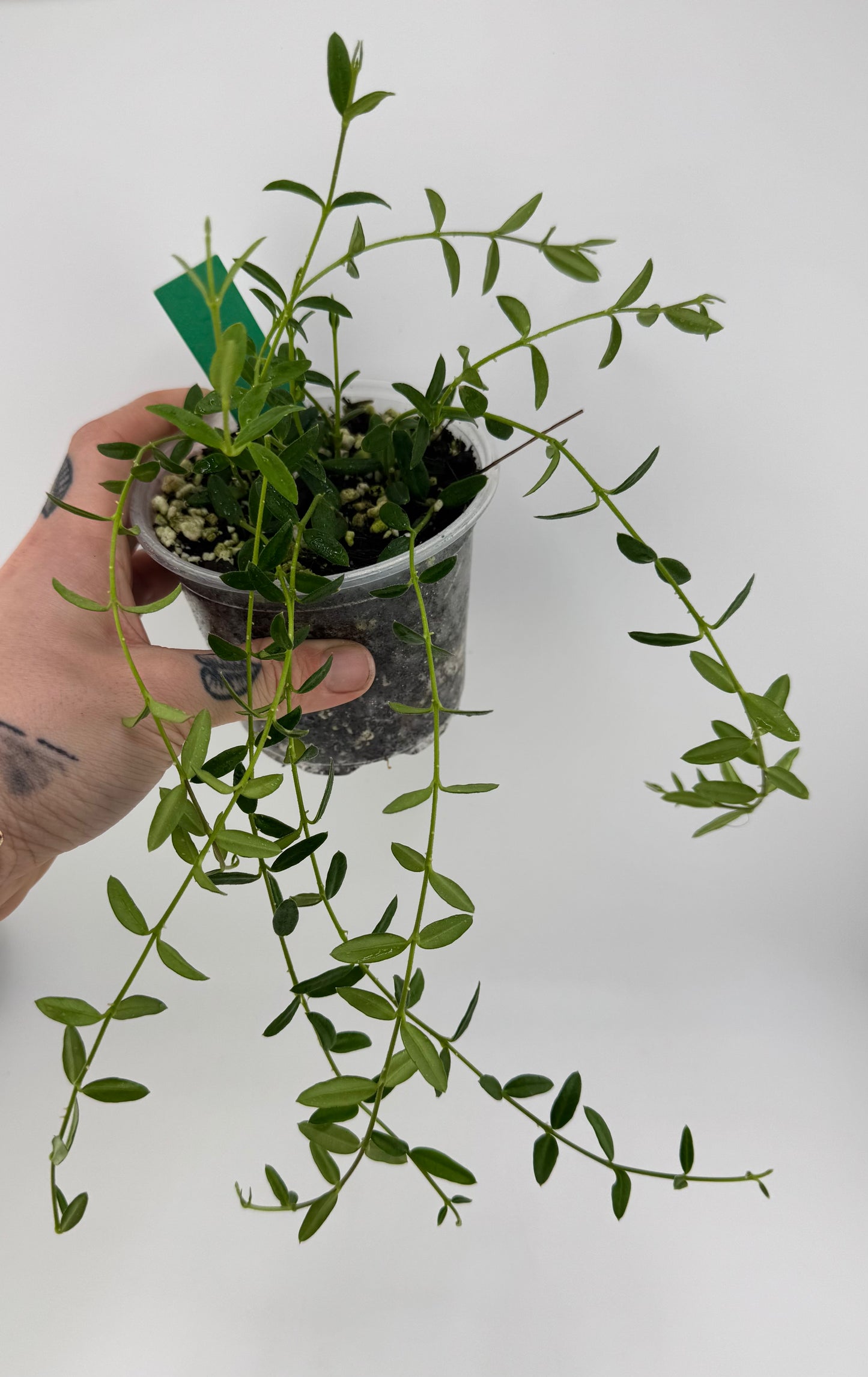 4” Hoya Engleriana