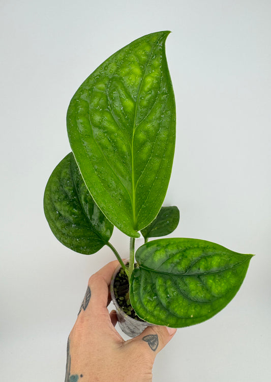 Monstera ‘Peru’