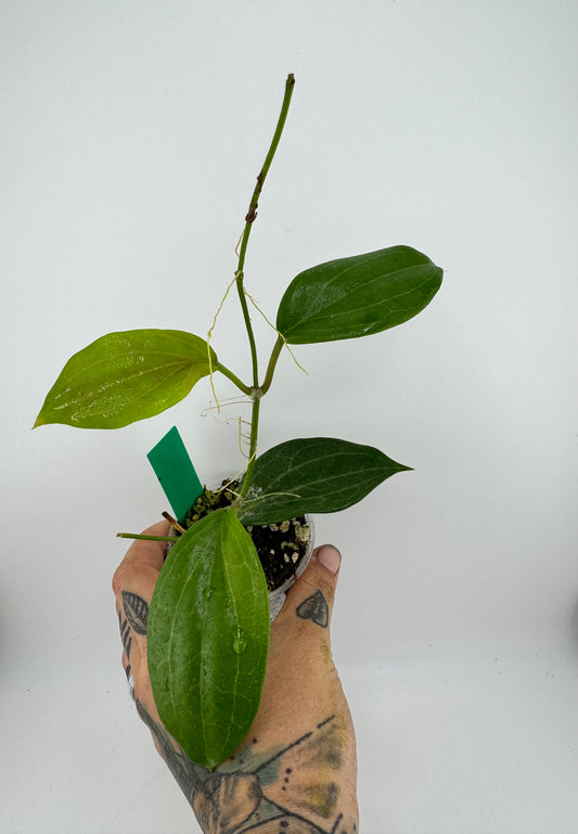Hoya Quinquenervia