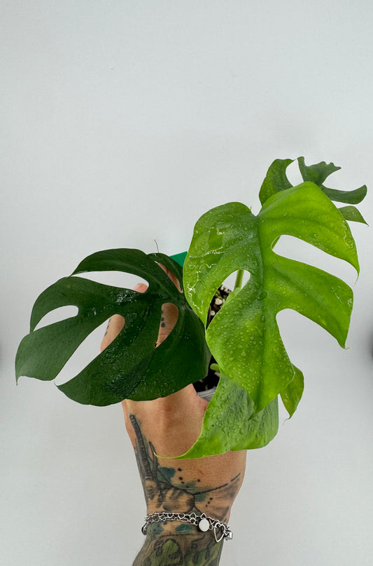 Raphidaphora Tetrasperma