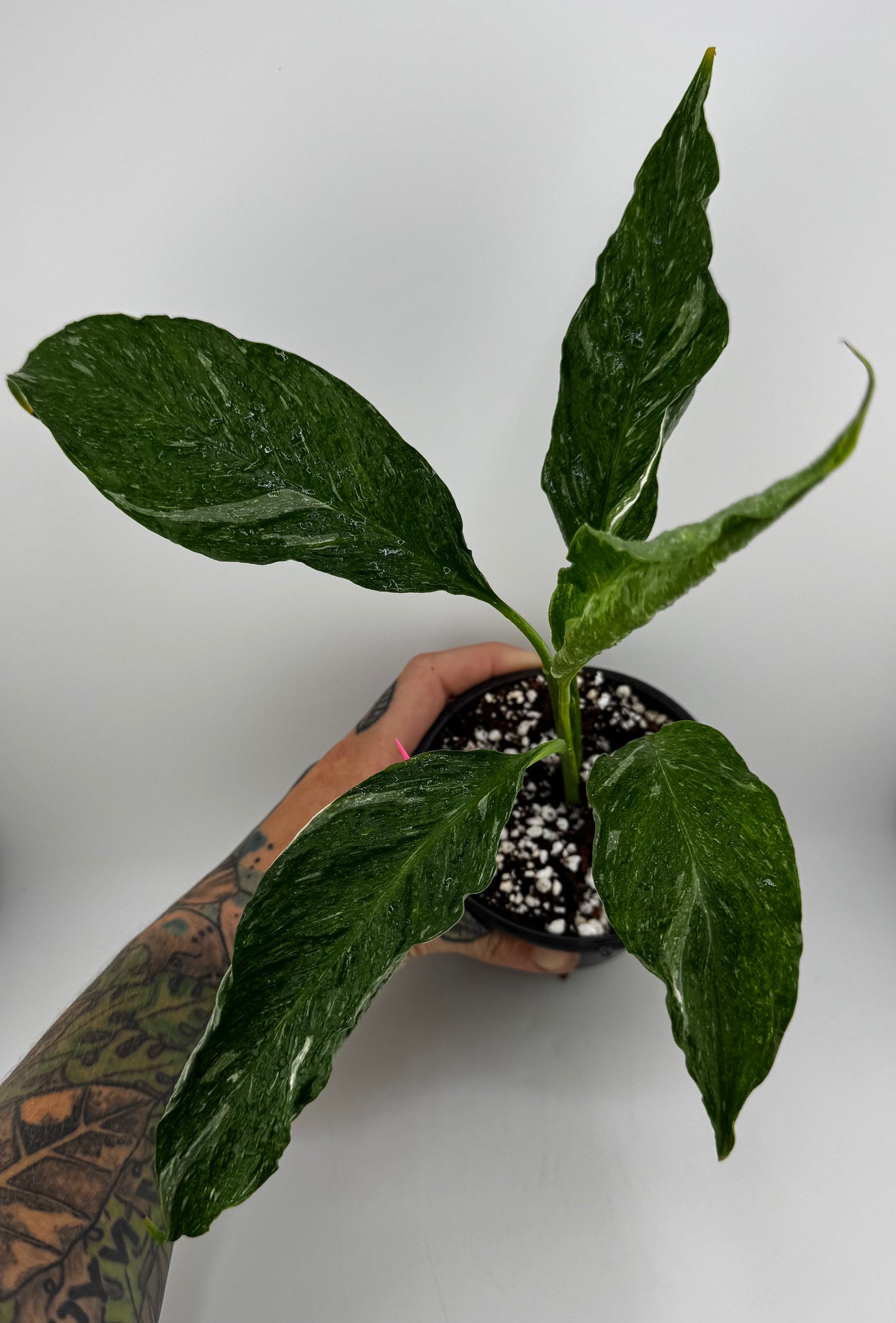 Variegated ‘Domino’ Peace Lily