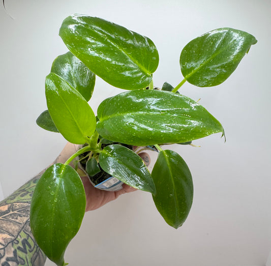 Philodendron Gigantum