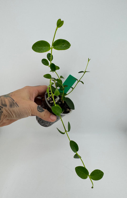 Hoya Cummingiana
