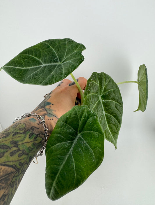 Alocasia Maharni