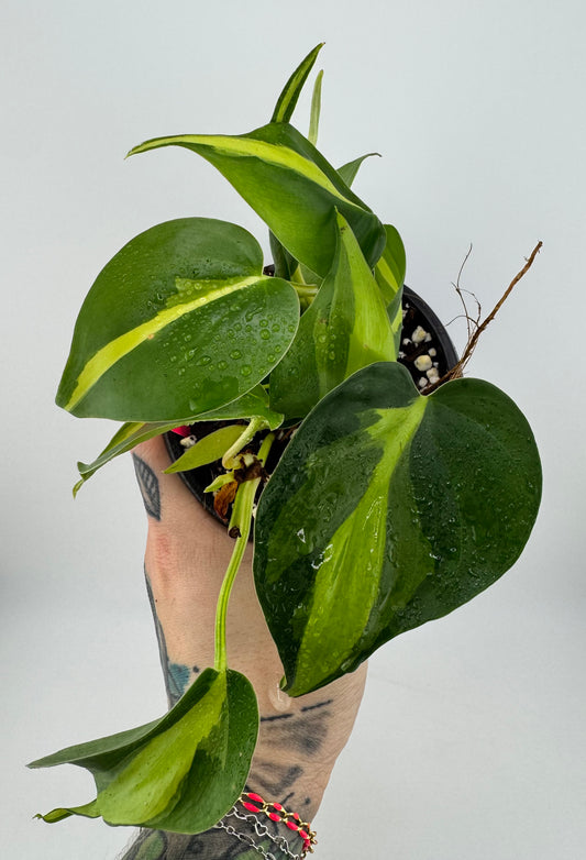 Philodendron Brazil