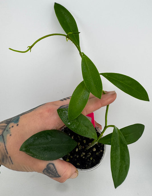 Hoya India ‘IML-1598’