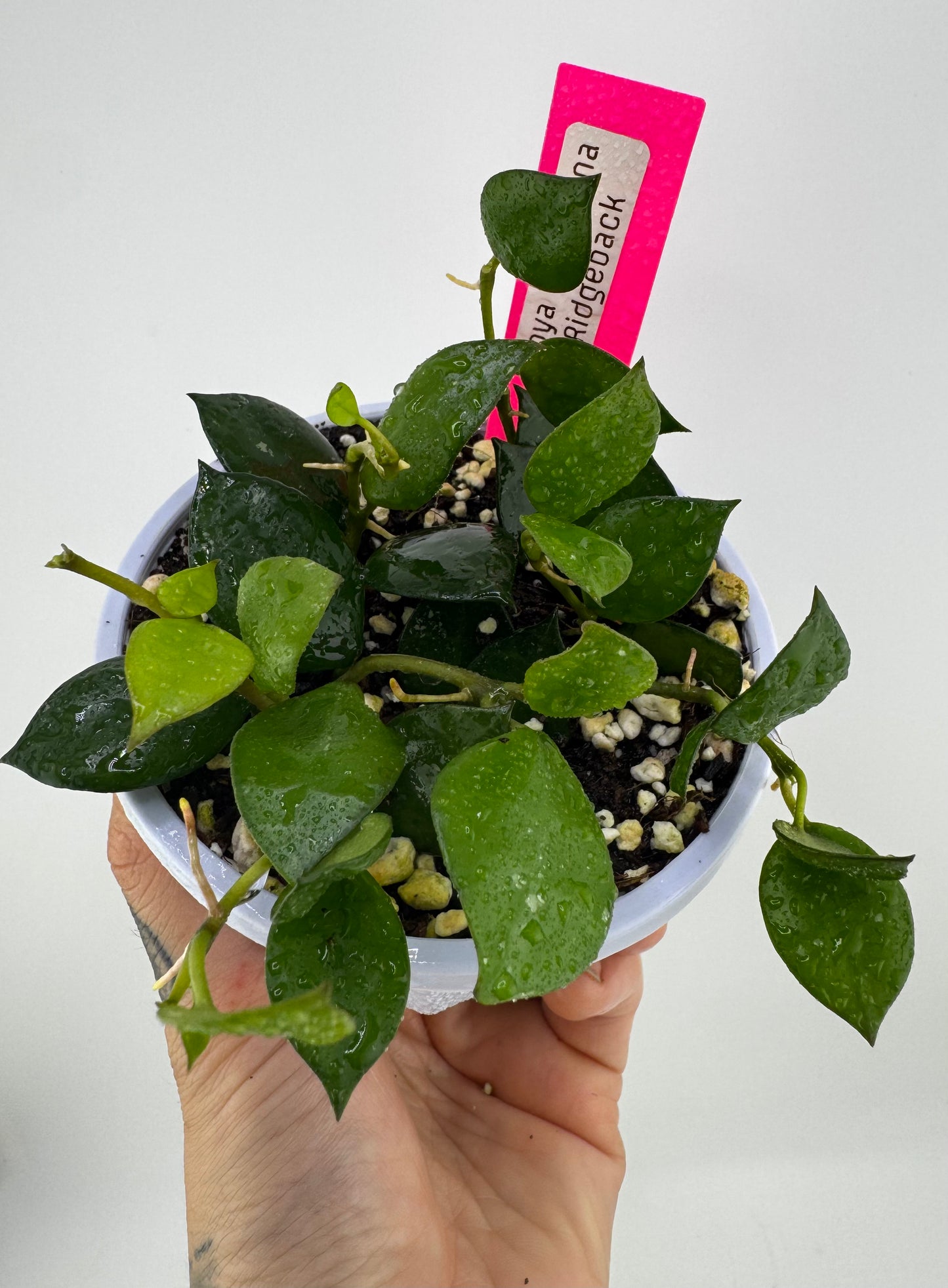 Hoya Krohniana ‘Ridgeback’