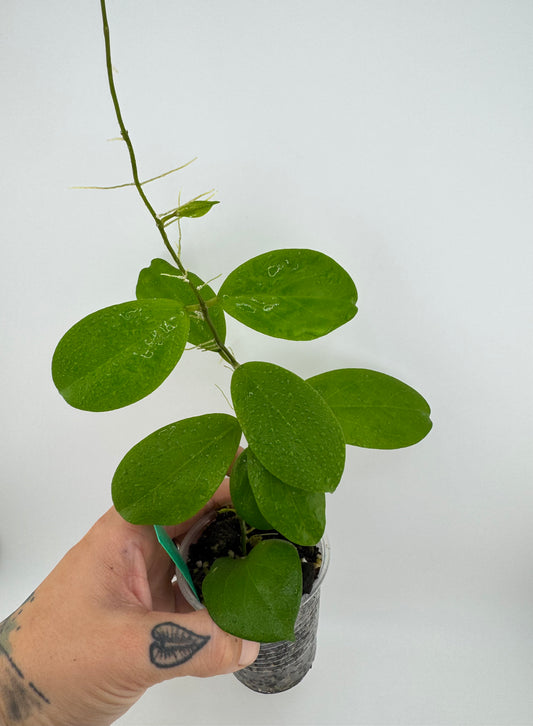 Hoya NO ID