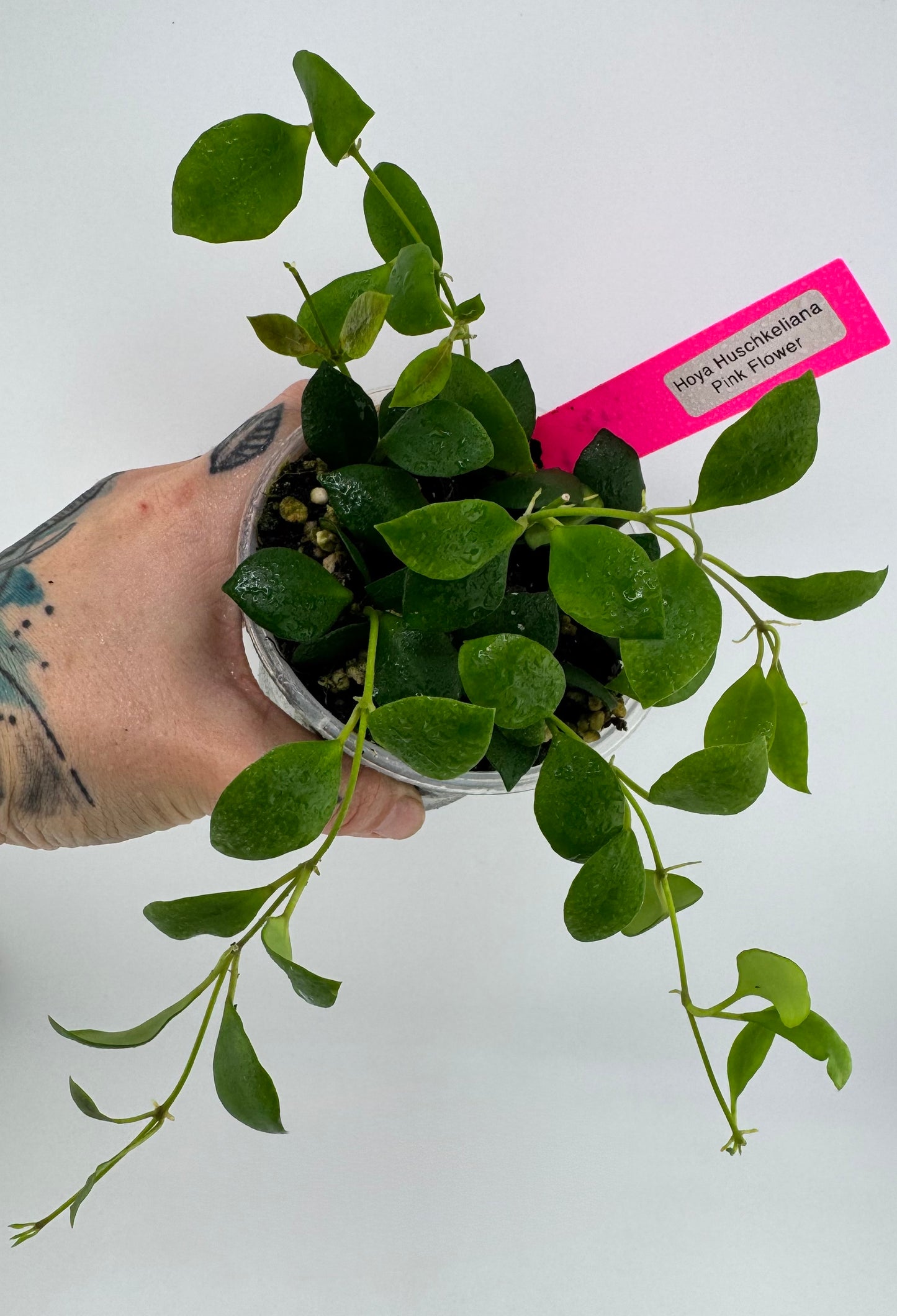 Hoya huschkeliana pink flower