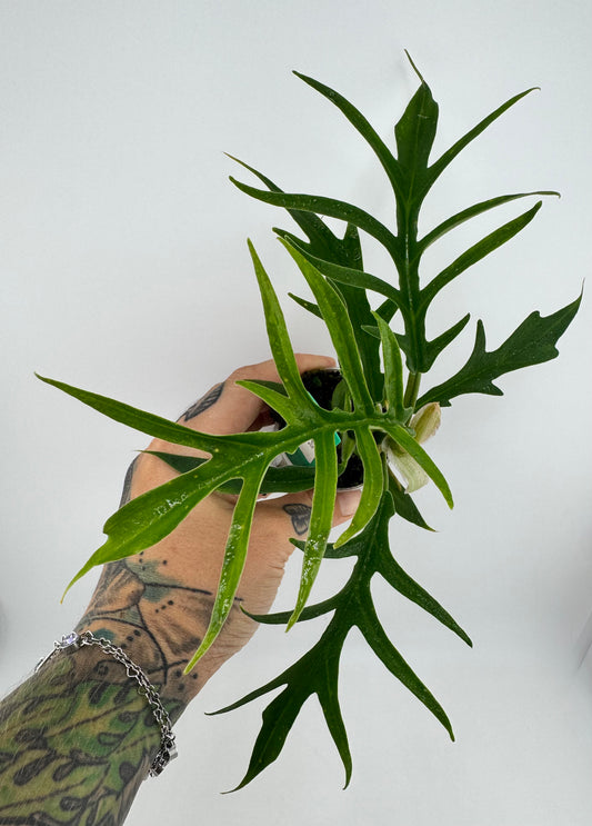 Philodendron Tortum